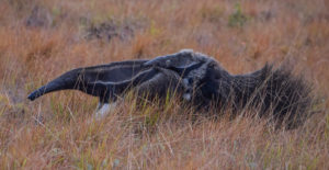 Giant Anteater ©Leon Moore