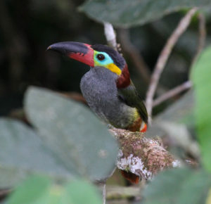 Guianan Toucanet