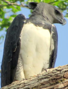 Harpy Eagle ©Leon Moore