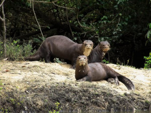 Giant Otters ©Leon Moore