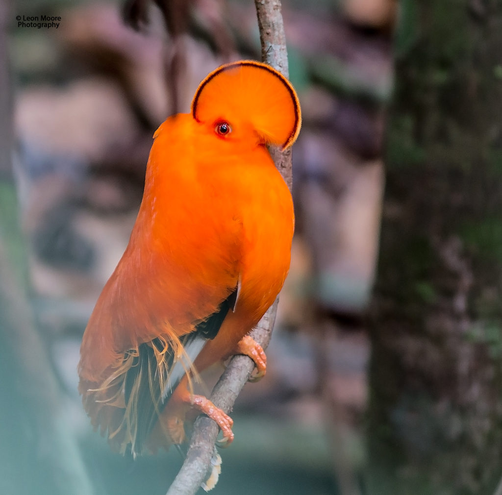 The Guianan-Cock-of-the-Rock