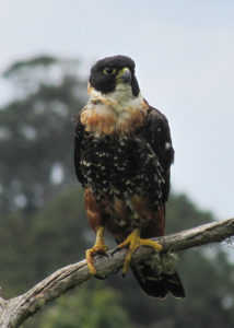 Orange-breasted Falcon