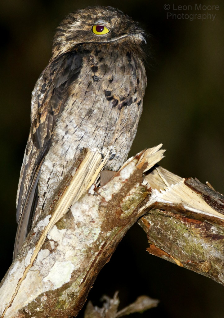 Common Potoo spotted in the Iwokrama forest