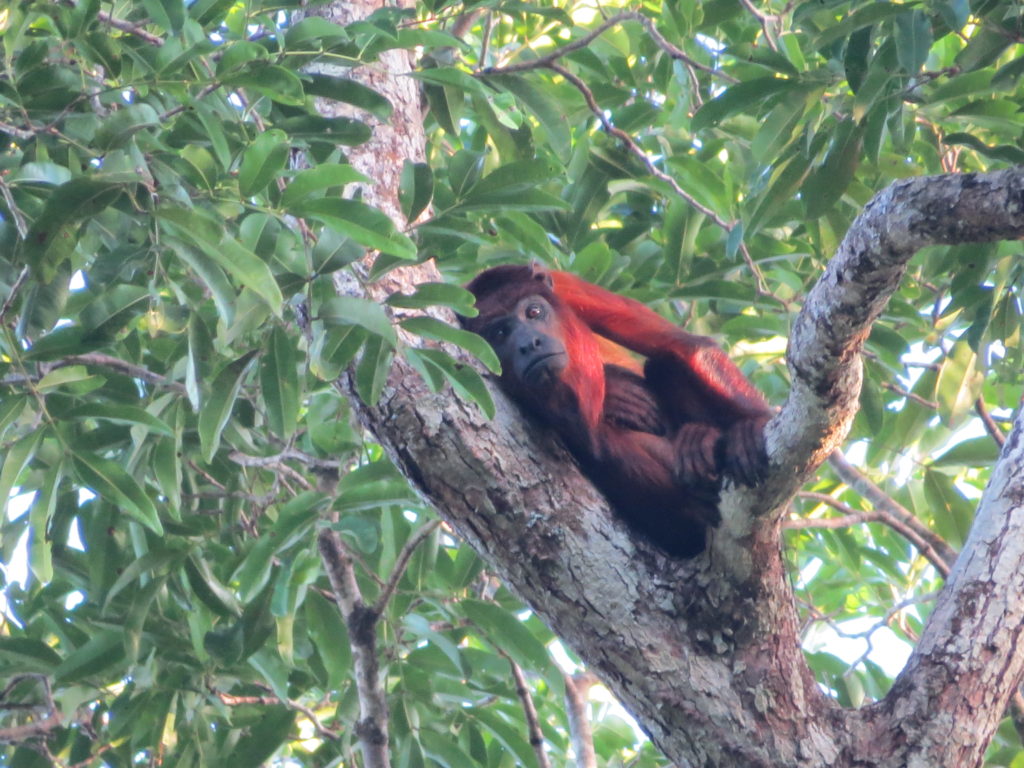 Guianan-red-Howler-Monkey