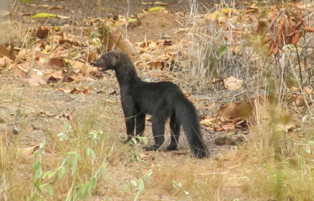 Tayra seen near Karanambu 