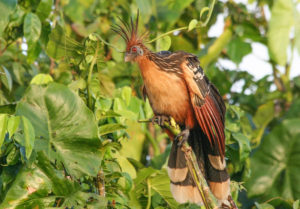 Hoatzin 