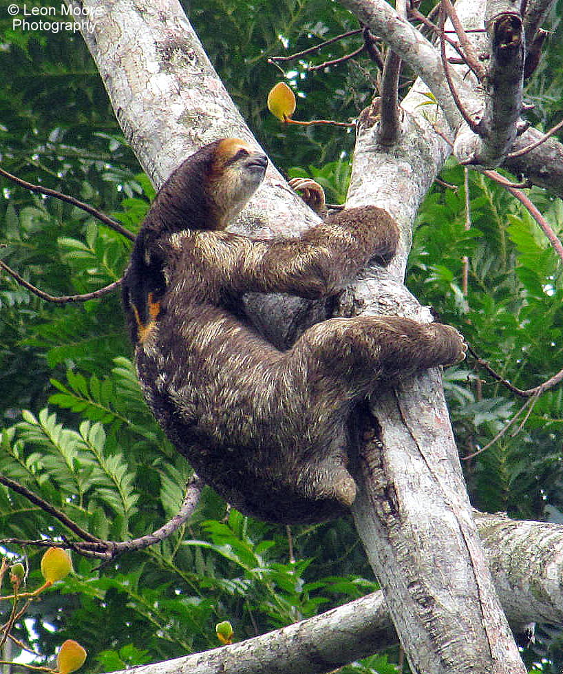 Tree-toed-Sloth