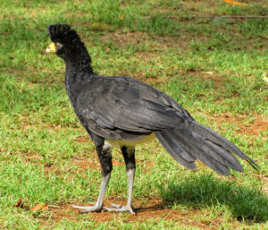 Black Curassow ©LeonMoore