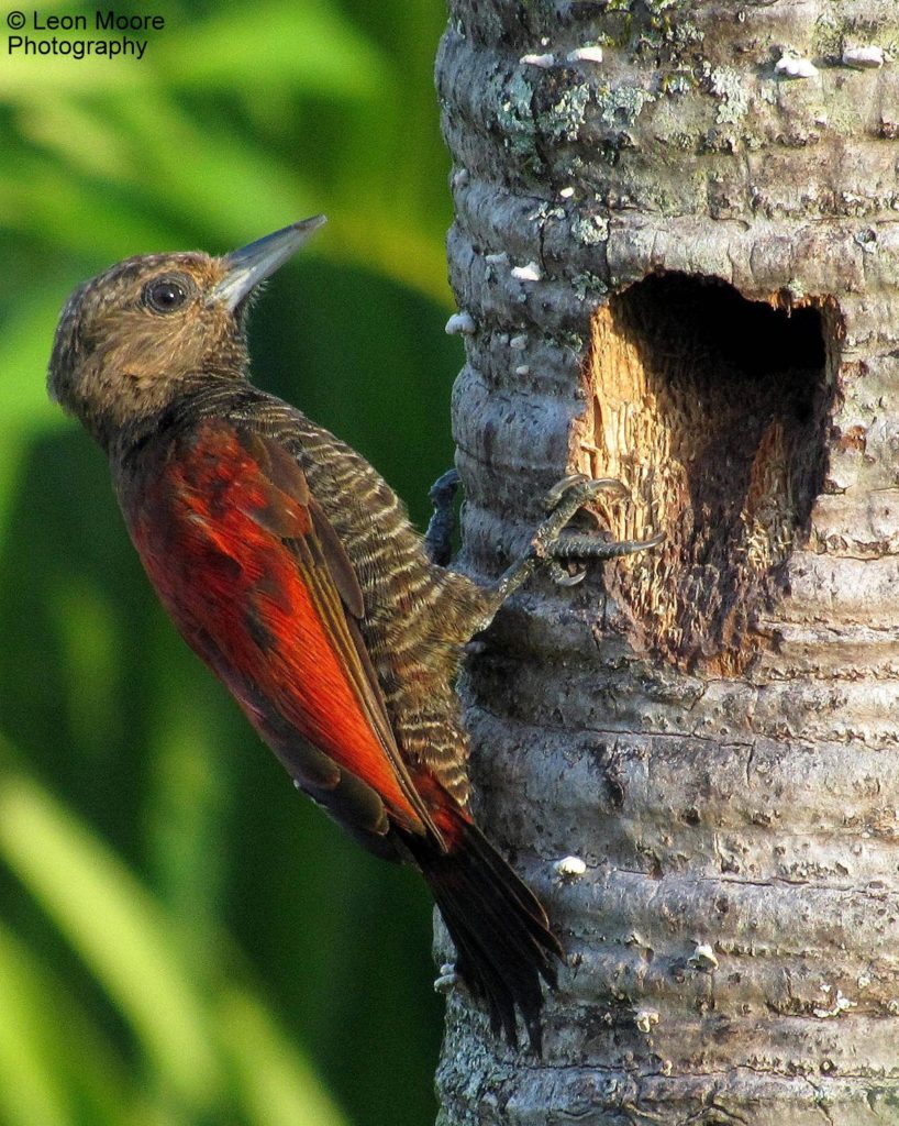 Blood-colored Woodpecker ©Leon Moore