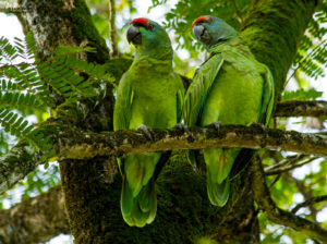 Festive Parrot by Leon Moore