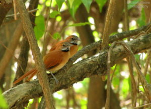 Hoary-throated Spinetail ©Leon Moore