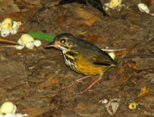 Spotted Aatpitta