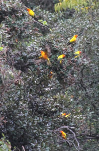 Sun Parakeets