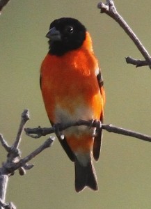 Red Siskin