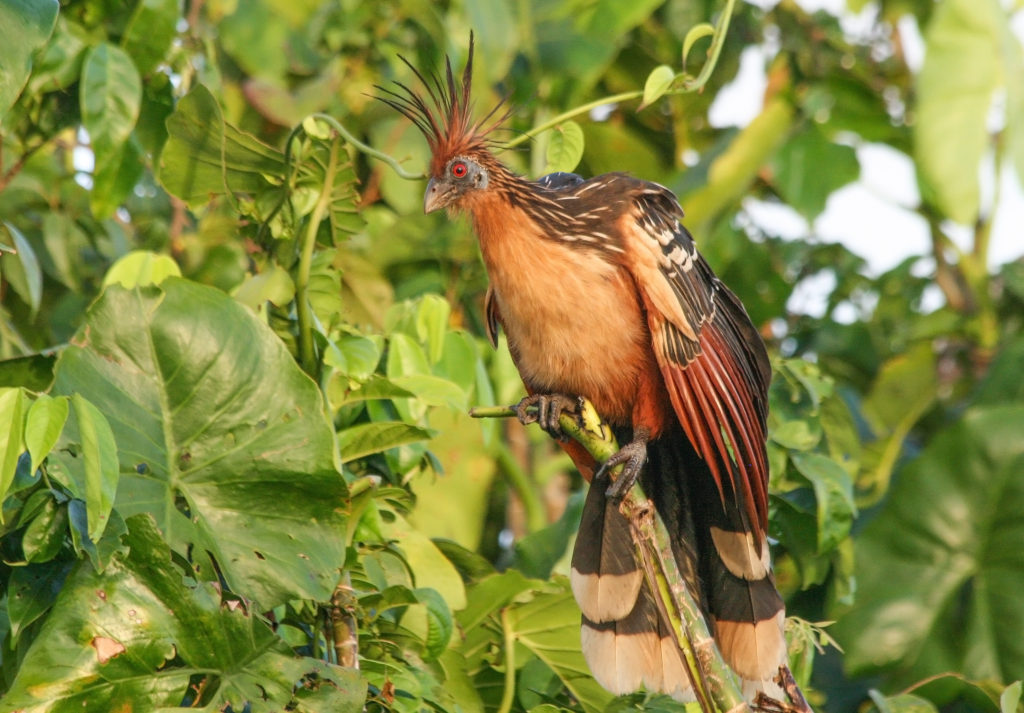 Hoatzin on the Mahaica River
