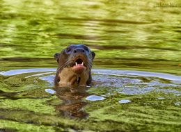 Giant River Otter - Guyana