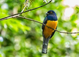 Guianan Trogon - Leon Moore