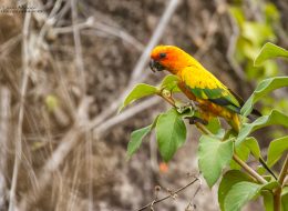 Sun-Parakeets-6