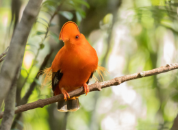 Guianan Cock-of-the-rock